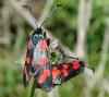 Zygaena filipendulae